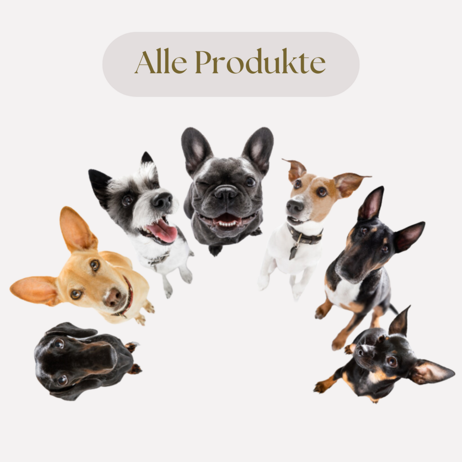 Alle Produkte🐶